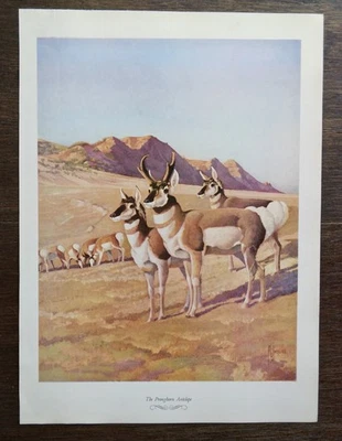 Antílope Pronghorn 1958 impresión vintage caza antílopes cielo salvaje montaña Foto 1 de 4