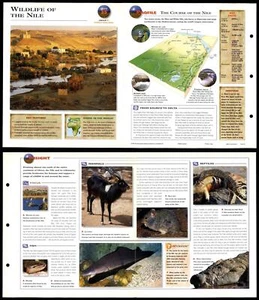 Wildlife Of The Nile #35 World - Wildlife Explorer Fold-Out Card - Picture 1 of 1