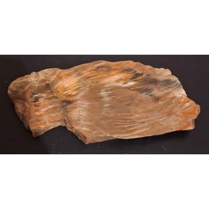Rebanada de madera petrificada - 9" x 4" x 0,5" - Imagen 1 de 5