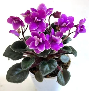 Usambaraveilchen Optimara kleiner Amethyst (M) -- ZWEI BLÄTTER - Bild 1 von 1