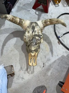 Cow bull skull with eagle drawing on it skull is polished TAXIEDERMY - Picture 1 of 20