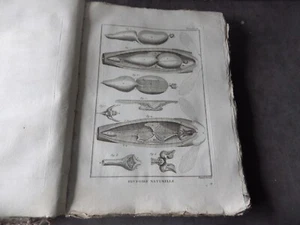 PANCKOUCKE ICHTCHYOLOGIE POISSONS GRAVURE ORIGINALE DE 1788 22 X 31 Cms - Foto 1 di 1