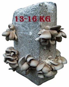 Austernpilz Pilzzucht 14 kg Fertigkultur Pilzbrut Pilze züchten XXL - Bild 1 von 1