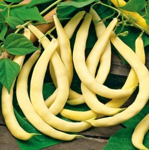 SUPERNANO GIALLO BUSH BEANS - ITALIAN YELLOW BEANS 10+ Seeds HEIRLOOM H 163 - Picture 1 of 1