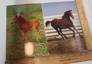 VINTAGE 2 postcards: HORSES & PONIES art photo & greetings Hallmark - Picture 1 of 11