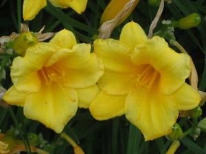 STELLA DAYLILIES GOLDEN YELLOW STELLA D'ORO 6 Fresh Rhizomes - Picture 1 of 6