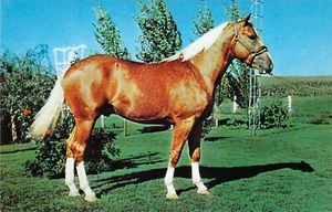 1961 PHBA Golden Palomino Pferd Hengst BARNETTS LEO CHEVAL Kühlschrankmagnet - Bild 1 von 1