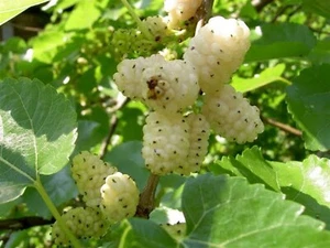 WHITE MULBERRY 300 SEEDS MORUS ALBA WEEPING SHRUB, SWEET TASTING FRUIT, HARDY - Picture 1 of 5