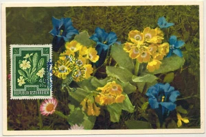 1948-Autriche(Osterreich)-Carte Maximum-Gentiane-Flowers-Gyger-C.114d - Imagen 1 de 2