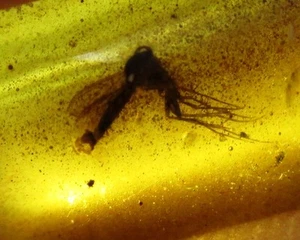 Interesting flying insect in fossil Dominican Amber - Picture 1 of 4