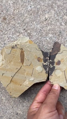 ¡Un par de exquisitos fósiles de insectos del período Daohugou Jurásico! 0825 Foto 1 de 4