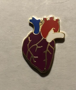 Koronararterie Anatomisch Herz Aorta Echo RDCS Herzvene Gefäßstift - Bild 1 von 3