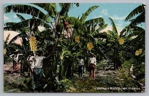 Postcard A Banana Plantation Florida Black Americana Workers Unposted - Picture 1 of 2