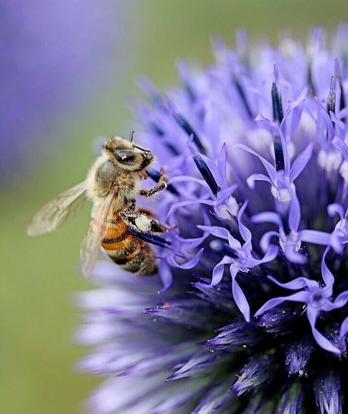 Purple Giant Allium Giganteum Beautiful Flower Seeds Garden Plant 50Pcs