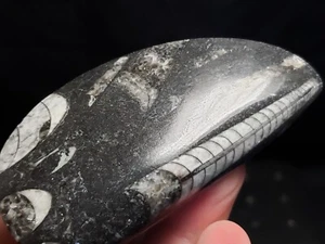 Fossil Nautiloid Orthoceras from Morocco 3.5"x1.75" (2.7 oz.) - Picture 1 of 4