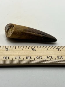 Spinosaurus 2.25” TOOTH Teeth Dinosaur Fossil before T Rex Cretaceous CS 846 - Picture 1 of 5