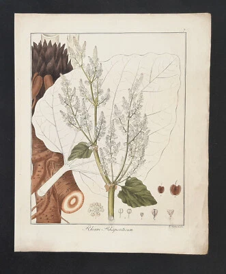 Kupferstich um 1835 + Text Rheum Rhaponticum Rhabarber Hayne Guimpel Botanik - Bild 1 von 3