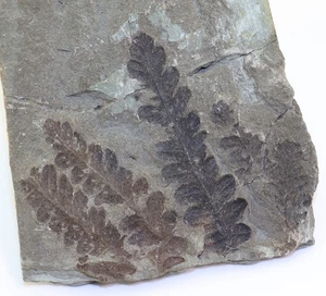 Pflanze, Pecopteris sp., Perm, Rotliegendes, Bad Sobernheim, Deutschland -L577 - Picture 1 of 4