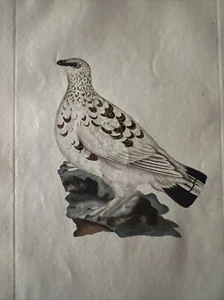 Ornithology Acquaforte 1823 "TETRAO LAGOPUS" - Picture 1 of 5