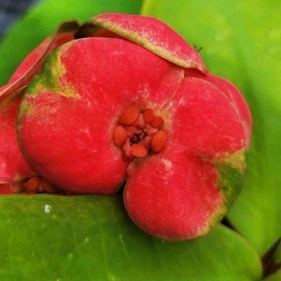 RED MILLIONAIRE Crown of Thorns Succulent Plant Euphorbia Milii Poysean Hybrid - Image 1 of 3