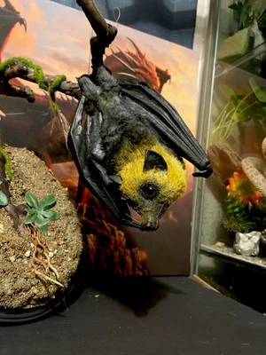 Reproducción Réplica de Taxidermia Zorro Volador Relacionado Mapache Rarezas Exóticas Foto 1 de 4