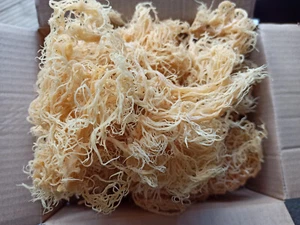 Wild-Crafted Sea Moss –Sun-Dried St Lucia Gold (Eucheuma Cottonii) | Dr Sebi - Picture 1 of 4