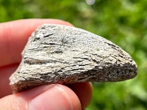 RARE Sauropod Dinosaur Claw Fossil  Madagascar Jurassic Age Isalo IIIb Formation - Picture 1 of 14