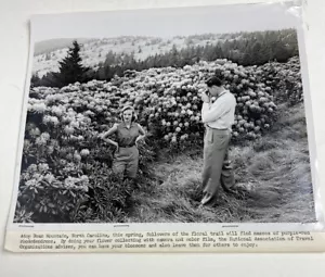 VINTAGE FOTOGRAFIE ROAN MTN NC RHODODENDREN 50er Jahre 8x11 s/w - Bild 1 von 2