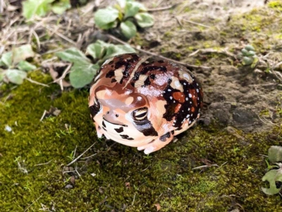 Animal Cuerpo Celestial Breviceps Adspersus Estatua Rana Lluvia Común Foto 1 de 4