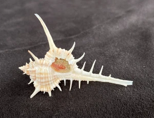 MURICIDAE Murex Falsitribulus 51,20 mm Bohol, Philippinen - Bild 1 von 6