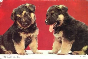 Grüße aus Missouri Deutscher Schäferhund Welpen We Couldnt Care Less 1979 Postkarte - Bild 1 von 2