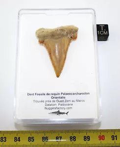 Dent fossile requin Palaeocarcharodon Orientalis dans une boite (Maroc - 044** ) - Imagen 1 de 9