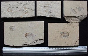 5 Shrimp Plates - 2 Specimens on Each Plate Natural Zero Paint - Fossils Lebanon - Picture 1 of 6