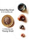 Ramshorn Snails / Mix: Pink & Blue Rock ,Grey & Red Marble & Snail's food