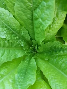 Krakow Lettuce - Cracoviensis - 50+ seeds - Semillas - Graines - Samen L 142 - Picture 1 of 1