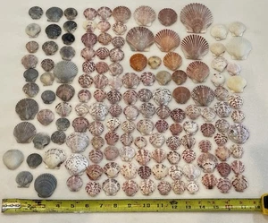 140 Jakobsmuscheln Muscheln Mix Größe & Farbe MUSCHEL FLORIDA STRAND BASTELN SAMMELN - Bild 1 von 2