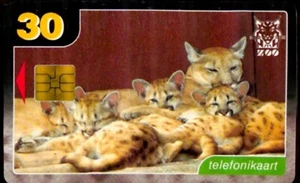 TARJETA TELEFÓNICA ESTONIA TALLINN ZOO animal mamífero PUMA 2001 - Imagen 1 de 1