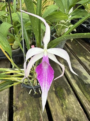 Cattleya Bc Ivan Portilla ‘Camila’ Purple White Fragrant BS Orchid Hybrid 2” Pot - Image 1 of 4