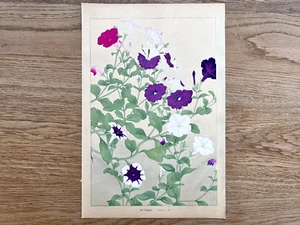 Japanese Woodblock Print “PETUNIA” Tsuchiya Rakuzan Botanical Flower Original - Picture 1 of 10