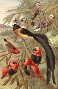 Chromolithograph print 1870s-1880s Louis Prang WEBERVOGEL German, Weaver birds - Picture 1 of 3