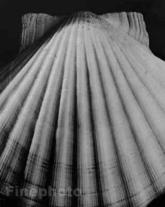 1944/92 HORST Seashell Pecten Ziczac ABSTRACT Beach Ocean Fine Photo Gravure Art - Picture 1 of 1