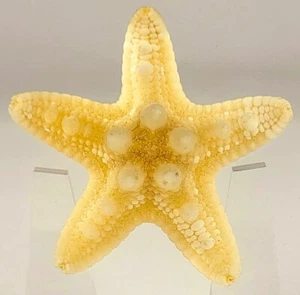 2.9" Real Starfish in Clear Lucite Resin Paperweight Aquatic Taxidermy Display