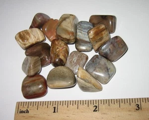 16 PICCOLE PIETRE FOSSILI LEGNO PIETRIFICATO NATURALE LUCIDO 0,4"-0,6" 56 grammi - Foto 1 di 2