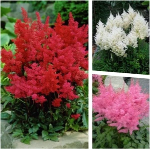 3 x Astilbe arendsii Kollektion (Winterhart/Stauden/Mehrjährig) Prachtspiere Mix - Bild 1 von 8