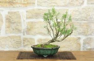 Bonsai di Rosmarino a fiore bianco (58) - Foto 1 di 6