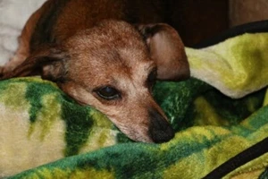 5g, CUENTAS MISTERIOSAS, vino mágico de cristal, checo, 2 agujeros, cuentas prensadas, (id19) - Imagen 1 de 1