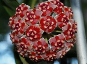 HOYA MELIFLUA SP FRATERNA (ROOTED PLANT) - Picture 1 of 11
