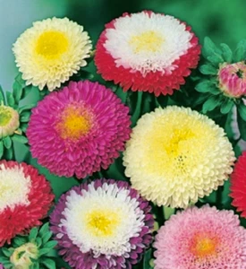 70 SEMILLAS DE POMPON DE ASTER - Imagen 1 de 1