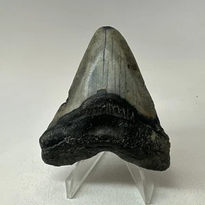 Megalodon Haizahn 2,77 Zoll - echt - natürliches Fossil - Carolina Zähne 19772 - Bild 1 von 8