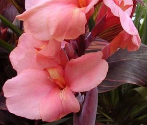 CANNA SALMÓN ROSA Canna x Generalis - 50 semillas a granel - Imagen 1 de 1
